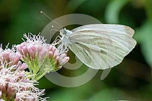 Hemp-agrimony Eupatorium cannabinum, close-up of pink flowers with butterfly