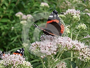 Hemp-agrimony Eupatorium cannabinum flowers with red admiral butterfly