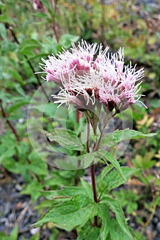 Hemp-agrimony (Eupatorium cannabinum) inflorescence