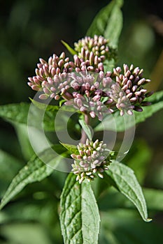 Hemp agrimony , Eupatorium cannabinum latin