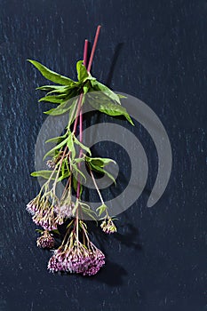 Hemp Agrimony, Eupatorium cannabinum, medical plant.