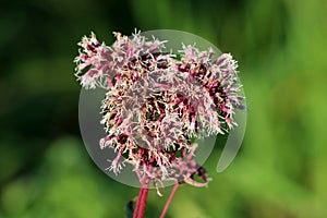 Hemp agrimony or Eupatorium cannabinum perennial ornamental plant with flower head full of open tiny fluffy pale dusty pink