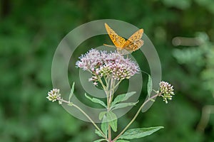 Hemp-agrimony Eupatorium cannabinum, pink flowers with butterfly