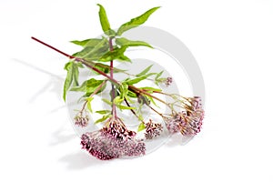 Hemp-agrimony, medicinal plant