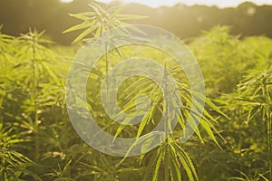 Hemp or cannabis industrial farm detail