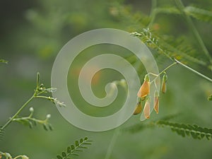 Hemp Fesbania yellow flower vegetable, Sesbania javanica blooming on garden nature background