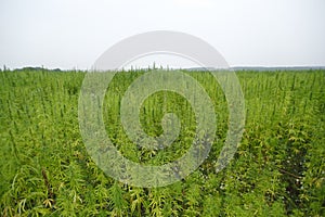 Hemp field