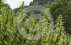 Hemp field detail