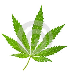 Hemp leaf