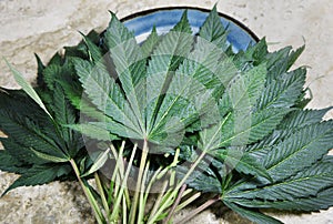 Hemp leaves contrasting with a blue plate