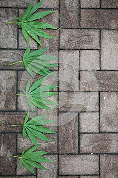 Hemp leaves on a structured stone floor