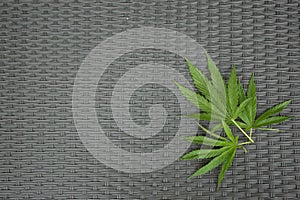 Hemp leaves on a structured stone floor