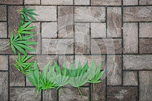 Hemp leaves on a structured stone floor
