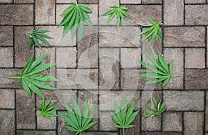Hemp leaves on a structured stone floor