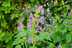 Hemp nettle Galeopsis ladanum photo