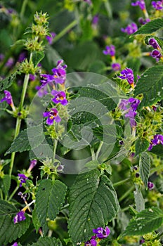 Hemp nettle Galeopsis ladanum photo