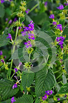 Hemp nettle Galeopsis ladanum photo