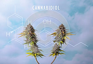 Hemp plant with CBD or cannabidiol chemical formula over blue