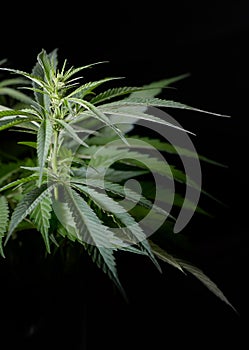 Hemp plant isolated