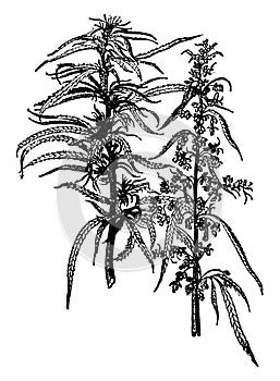 Hemp Plant vintage illustration
