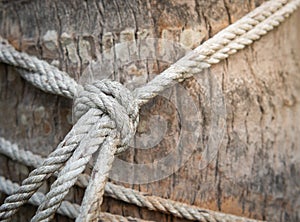 Hemp rope is tied in a knot to a large tree trunk