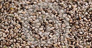 Hemp Seed background