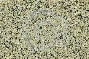 hemp seeds