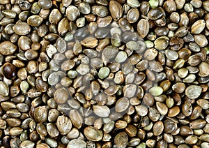 Hemp seeds on the background
