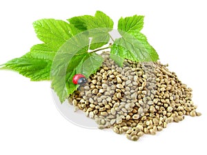 Hemp seeds, twig and ladybug isolated