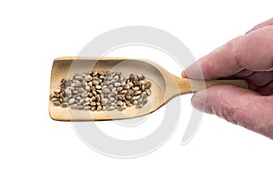 Hemp seeds on a wooden spoon