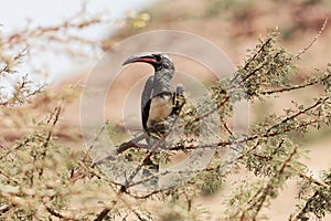 Hemprich`s hornbill Lophoceros hemprichii in a tree