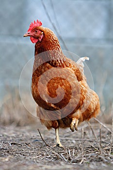 Hen