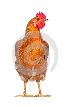 Hen