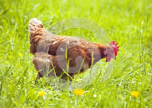 Hen