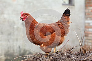 Hen