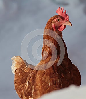 Hen