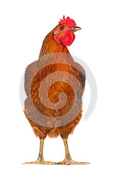 Hen