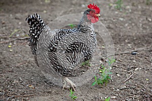 Hen