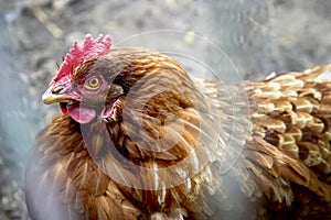 Hen