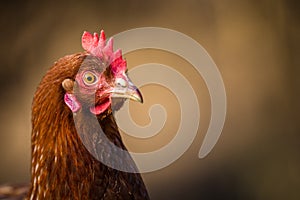 Hen