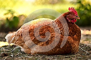 Hen