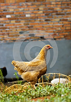 Hen