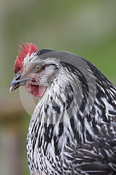 Hen