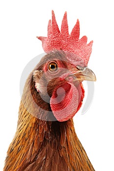 Hen