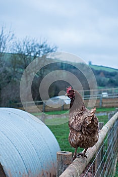 Hen