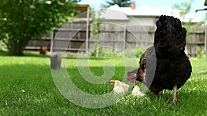 The hen with baby chicken in the yard