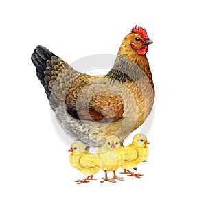 Hen with baby chicks brood. Watercolor illustration. Painted chicken family on white background. Farm bird with babies