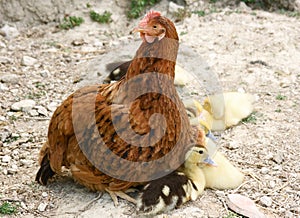 Hen and baby ducks