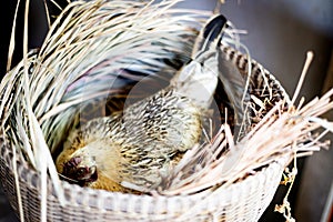 Hen In The Bamboo Basket