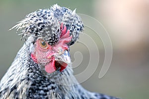 Hen with big topknot in the gray background photo